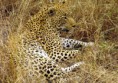 /album/galerie-de-photos-nature-technologie/screenhunter-46-jan-17-19-17-jpg/